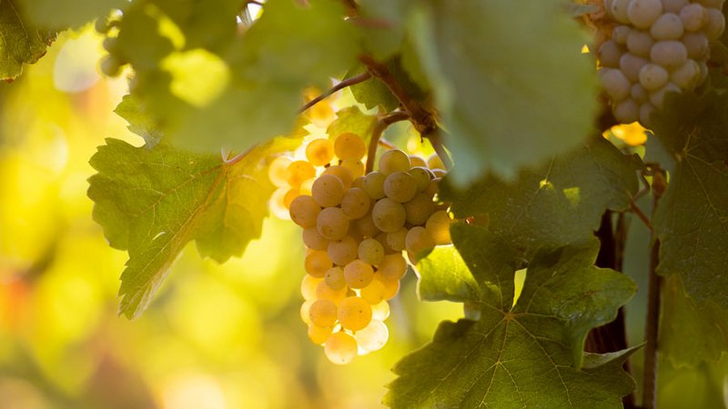 Weintrauben im sonnigen Herbstlicht