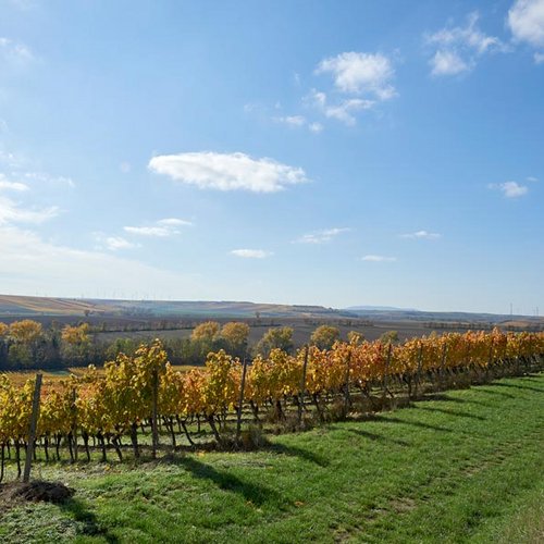 Weingut Becker Landgraf – unser Weinberg in der Lage Rosenberg (Nathalie Zimmermann Fotografie)