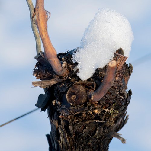 Weingut Becker Landgraf – Schnee im Weinberg (Nathalie Zimmermann Fotografie)