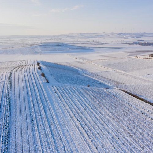 Weingut Becker Landgraf – Schnee im Weinberg, Luftaufnahme (Nathalie Zimmermann Fotografie)