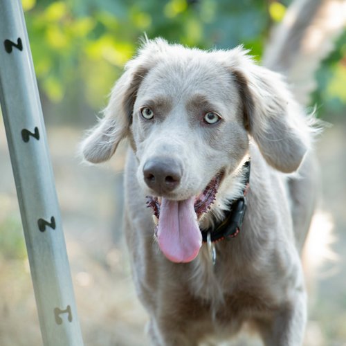 Auch der Weingutshund ist im Weinberg dabei (Nathalie Zimmermann Fotografie)