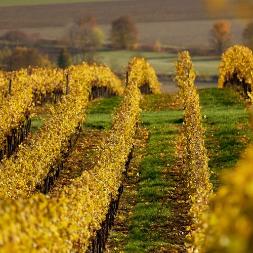 Weingut Becker Landgraf – Unser Weinberg in der Lage Oelberg (Nathalie Zimmermann Fotografie)