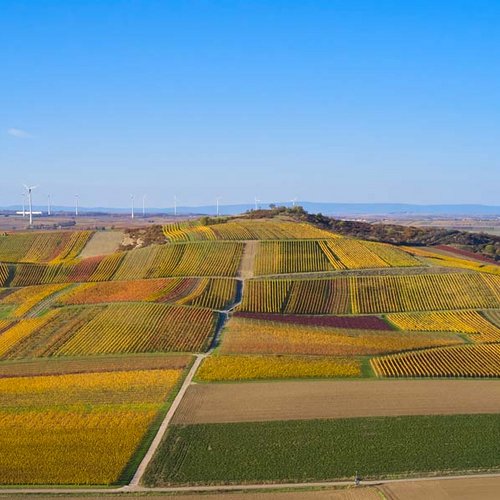 Weingut Becker Landgraf – Der Petersberg in seiner herbstlichen Pracht (Nathalie Zimmermann Fotografie)