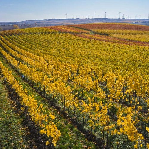 Weingut Becker Landgraf – Unser Weinberg in der Lage Oelberg (Nathalie Zimmermann Fotografie)