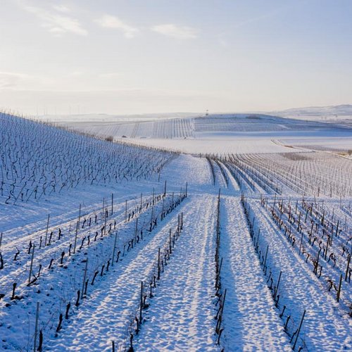 Weingut Becker Landgraf – Schnee im Weinberg, Luftaufnahme (Nathalie Zimmermann Fotografie)