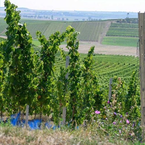 Ölberg – eine der Toplagen im Weingut BeckerLandgraf (Nathalie Zimmermann Fotografie)