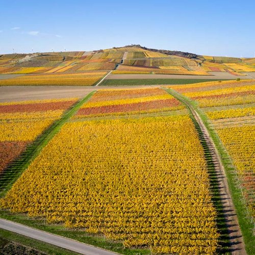 Weingut Becker Landgraf – Der Petersberg in seiner herbstlichen Pracht (Nathalie Zimmermann Fotografie)