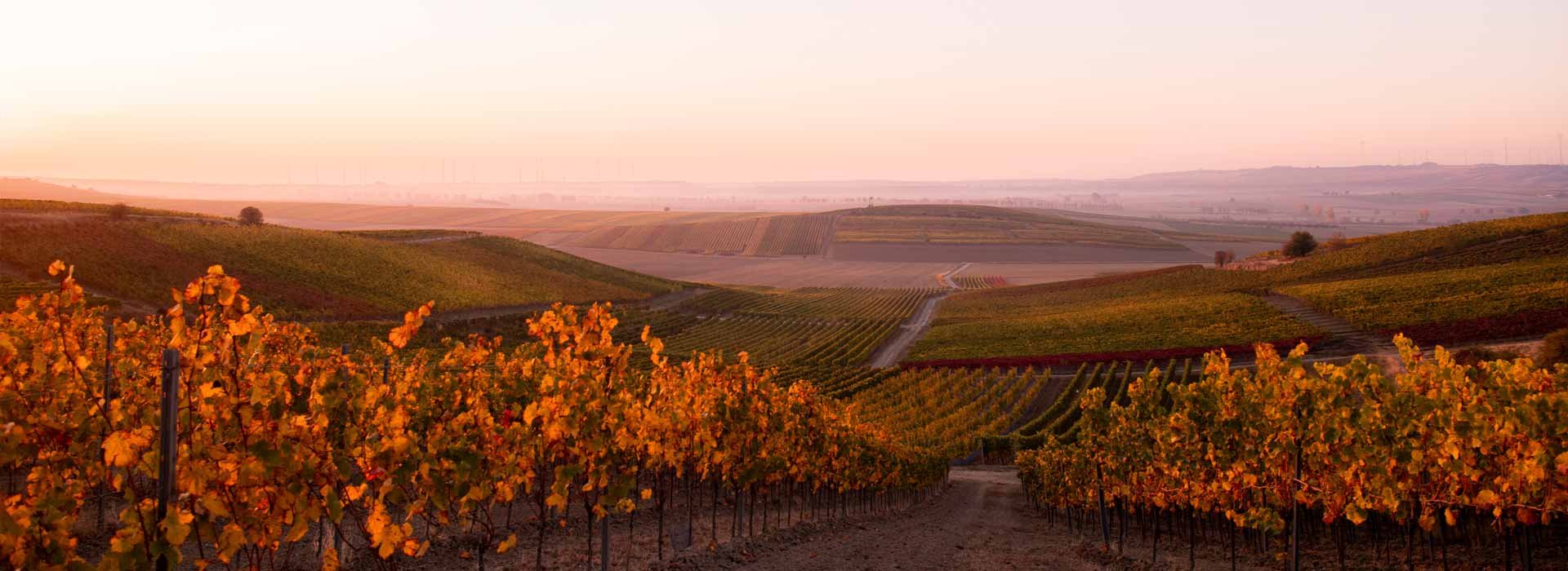 Abendstimmung im Weinberg bei Gau-Odernheim (Nathalie Zimmermann Fotografie)  