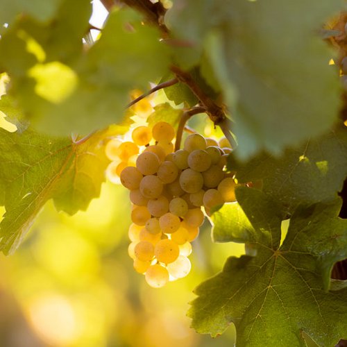 Weintrauben im sonnigen Herbstlicht