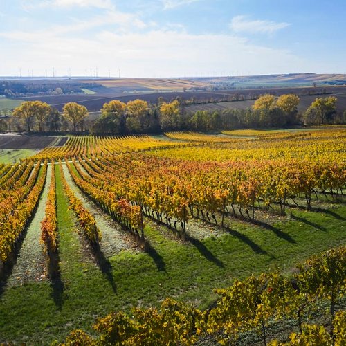 Weingut Becker Landgraf – unser Weinberg in der Lage Rosenberg (Nathalie Zimmermann Fotografie)