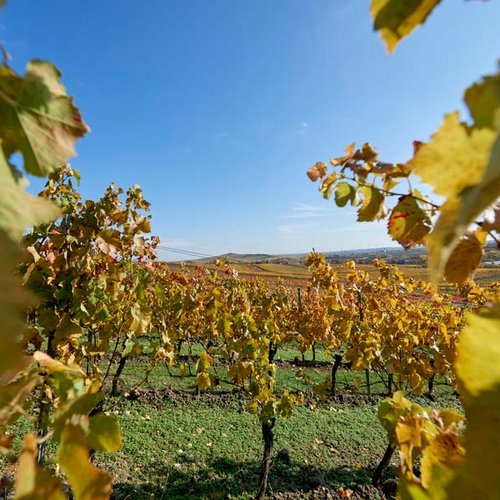 Weingut Becker Landgraf – unser Weinberg in der Lage Rosenberg (Nathalie Zimmermann Fotografie)