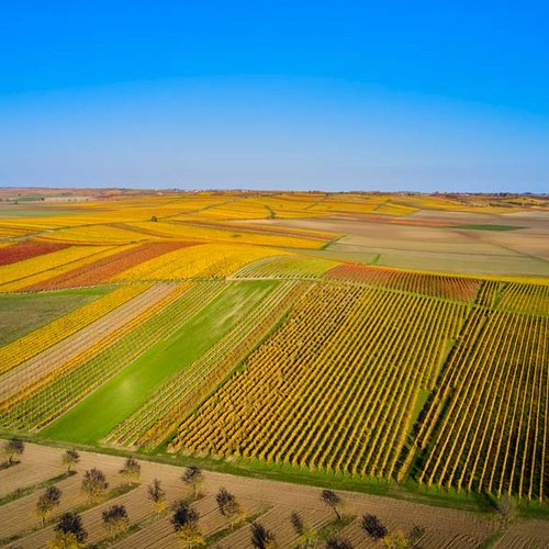 Weingut Becker Landgraf – Die Lage Oelberg aus der Vogelperspektive (Nathalie Zimmermann Fotografie)