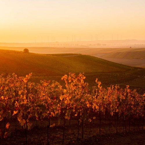 Weinberge im Abendrot (Nathalie Zimmermann Fotografie)