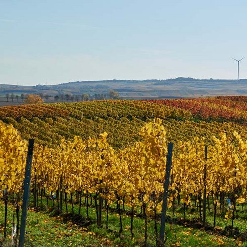 Weingut Becker Landgraf – Unser Weinberg in der Lage Oelberg (Nathalie Zimmermann Fotografie)