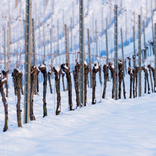 Weingut Becker Landgraf – Schnee im Weinberg (Nathalie Zimmermann Fotografie)