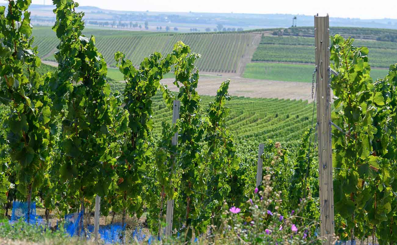 Weinberg der Weinlage Gau-Odernheimer Oelberg Weinberg der Weinlage Gau-Odernheimer Oelberg (Nathalie Zimmermann Fotografie)