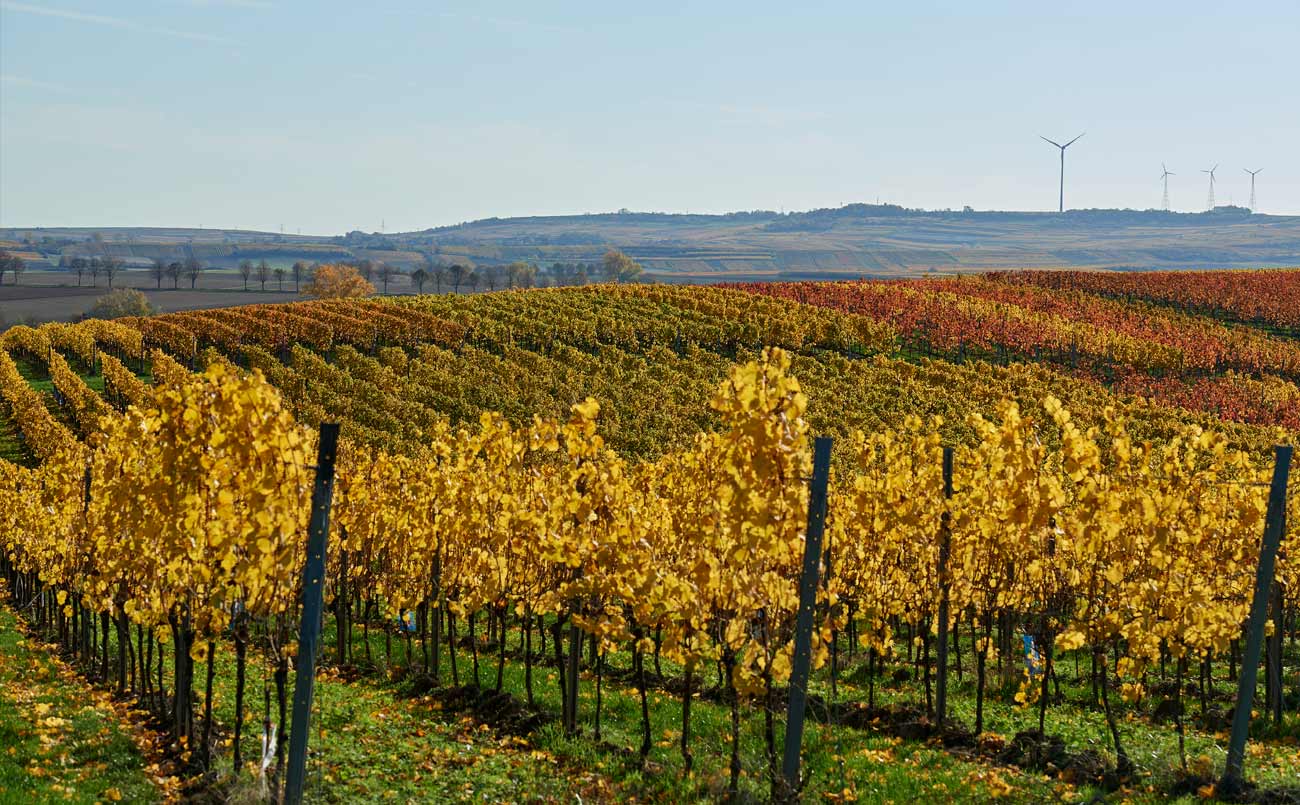 Weinberg der Weinlage Gau-Odernheimer Oelberg Weinberg der Weinlage Gau-Odernheimer Oelberg (Nathalie Zimmermann Fotografie)