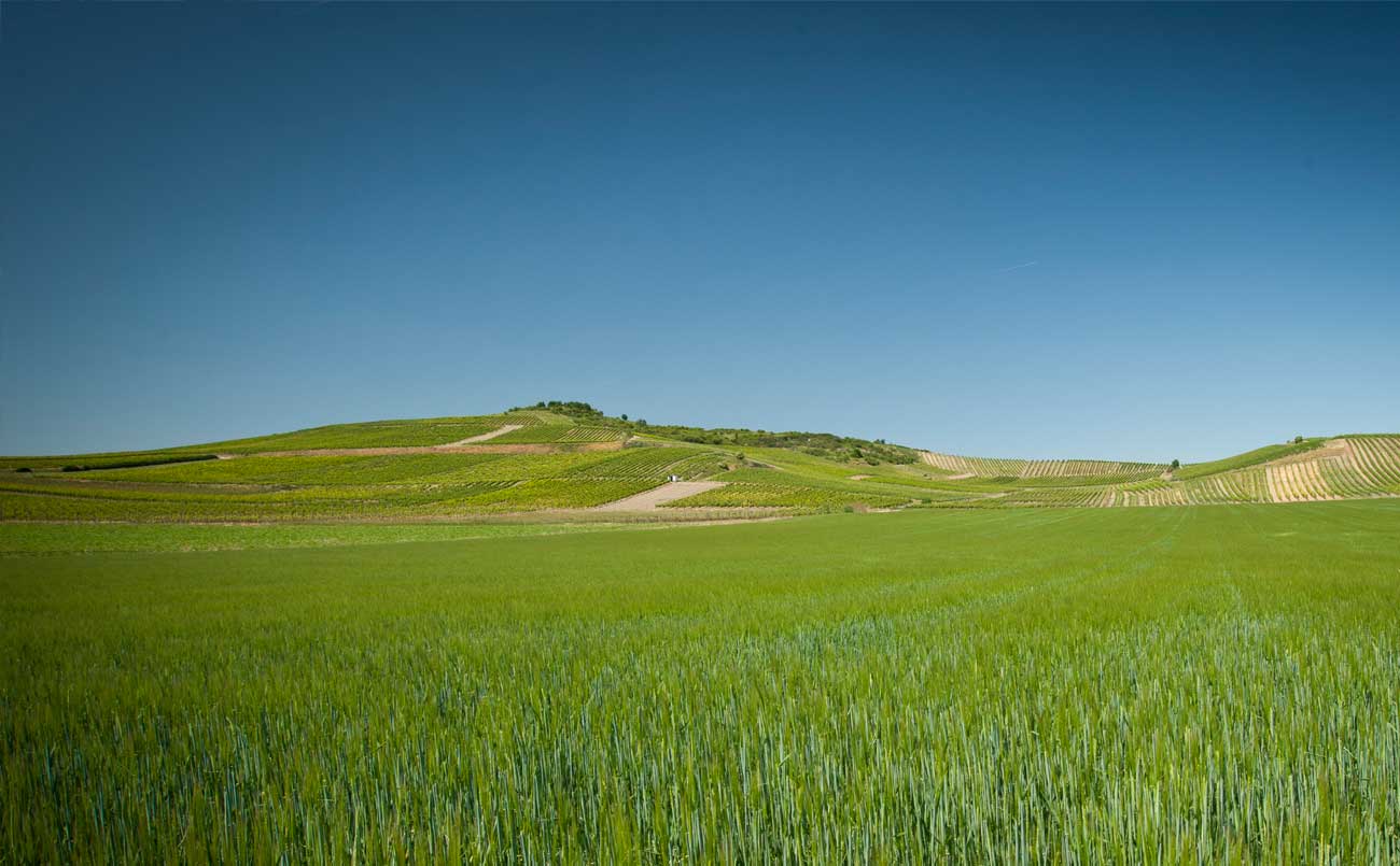 Weinlage Herrgottspfad auf dem Gau-Odernheimer Petersberg Weinlage Herrgottspfad auf dem Gau-Odernheimer Petersberg (Fotografie Adrian Vesenbeckh)