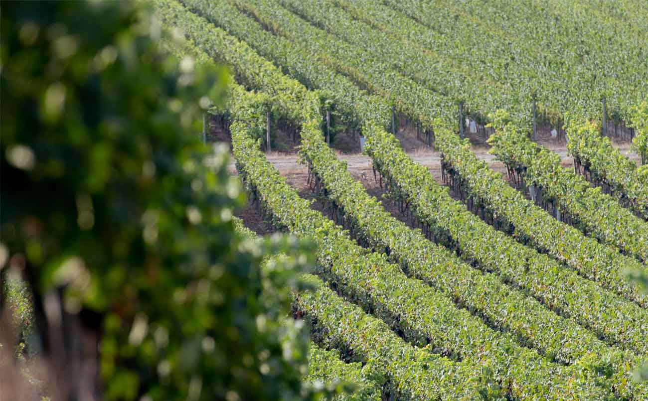 Weinberg der Weinlage Biebelnheimer Rosenberg Weinberg der Weinlage Biebelnheimer Rosenberg (Nathalie Zimmermann Fotografie)