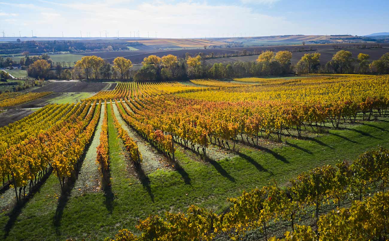Weinberg der Weinlage Gau-Odernheimer Rosenberg Weinberg der Weinlage Gau-Odernheimer Rosenberg (Nathalie Zimmermann Fotografie)